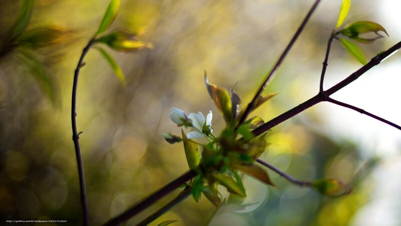 White Flower on Branch — Green