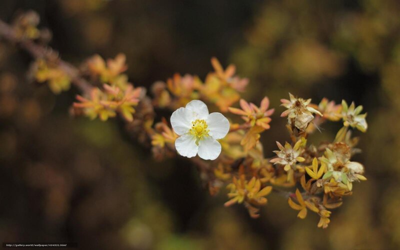 White Flower on Branch — Serene, Autumn