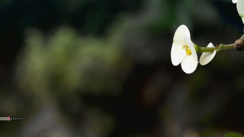 White Flower on Branch — Serene, Photograph