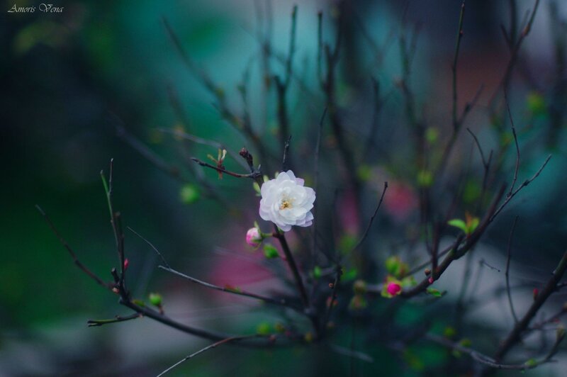 White Flower on Branch — Serene, Spring, Photograph, Buds