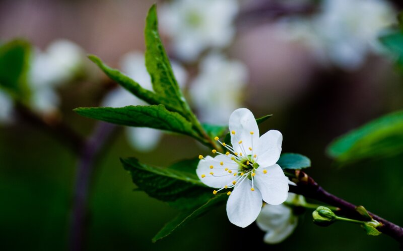 White Flower on Branch — Serene, Spring, Photograph, Leaf, Bud