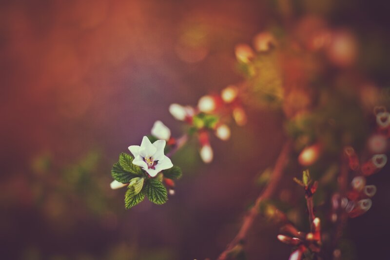 White Flower on Branch — Serene, Spring, Photograph, Leaf