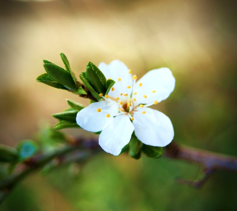 White Flower on Branch — Serene, Spring, Photograph, Leaves