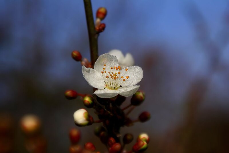 White Flower on Branch — Serene, Spring, Photograph
