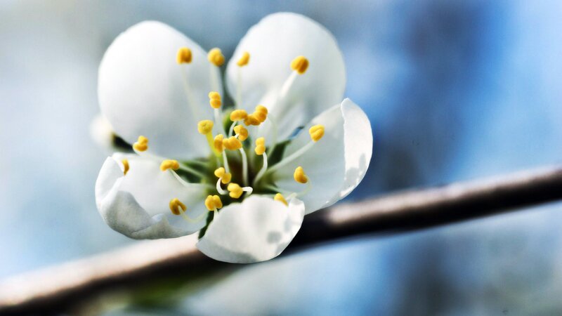White Flower on Branch — Serene, Spring