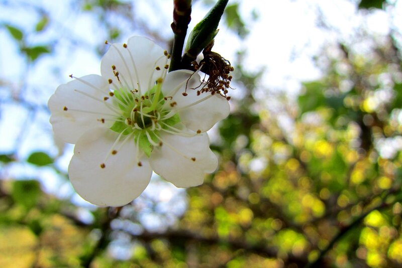 White Flower on Branch — Serene