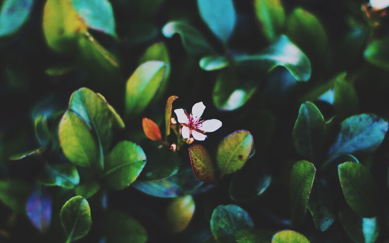 White Flower on Bush