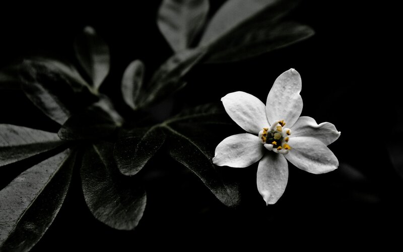 white flower on dark background