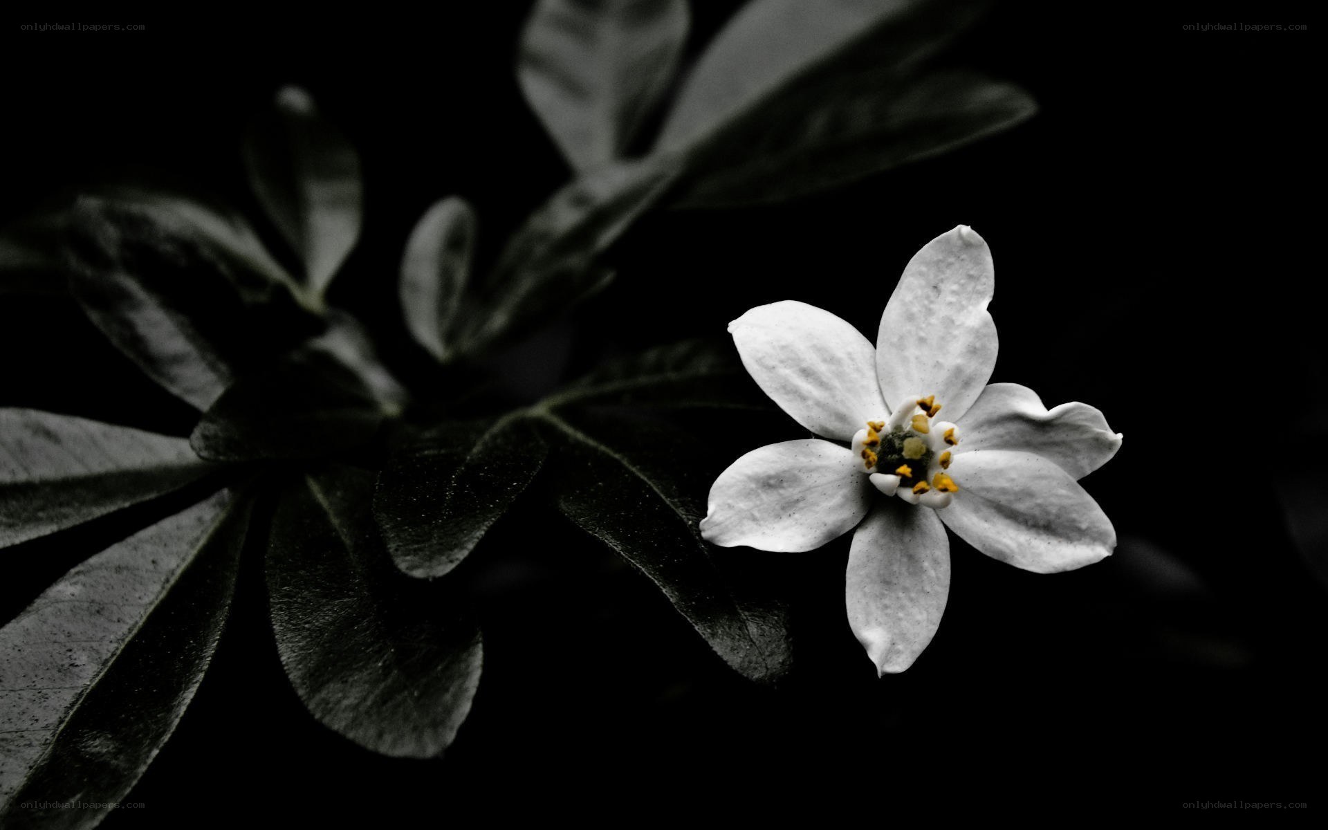 white flower on dark background