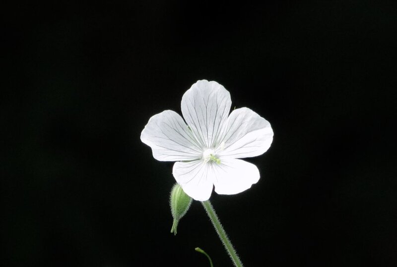 White Flower on Dark Background — Dramatic