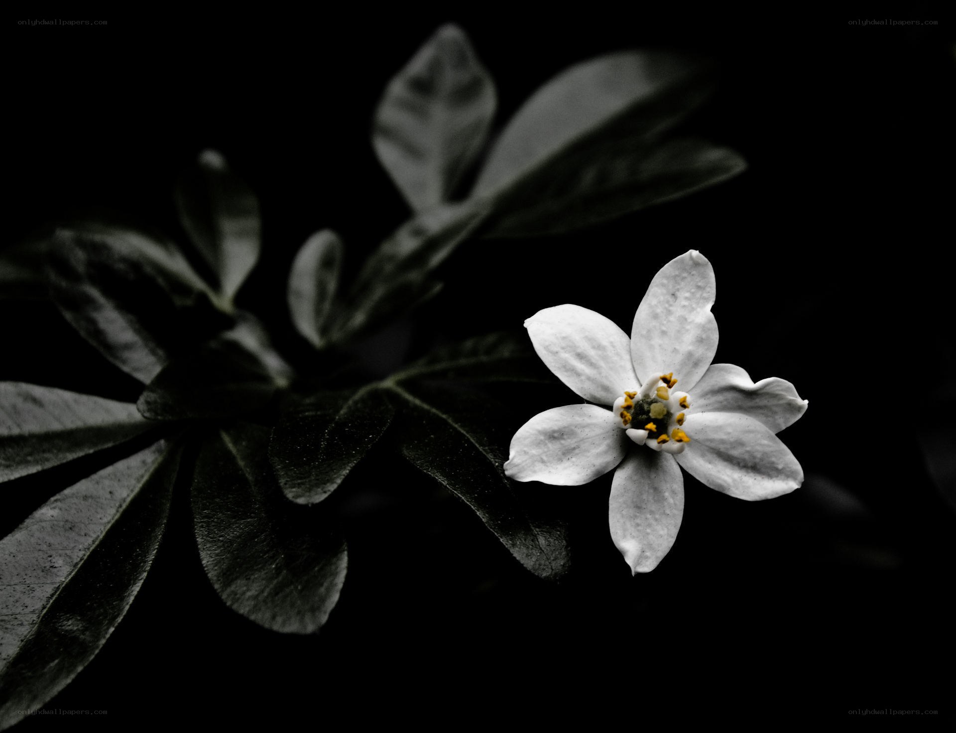 white flower on dark background