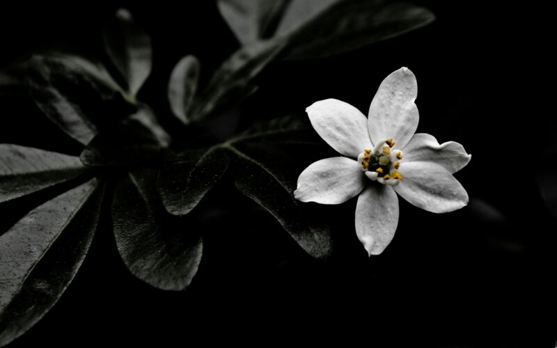 White Flower on Dark Leaves