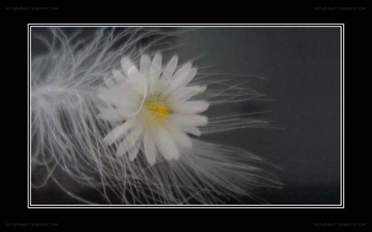 White flower on feather