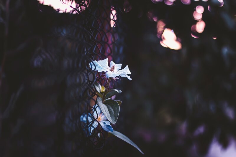 White Flower on Fence — Purple