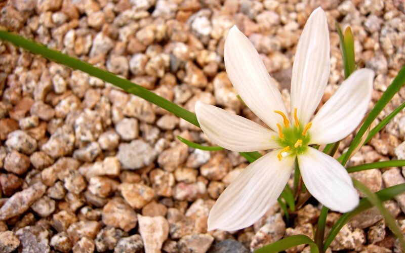 white flower on gravel