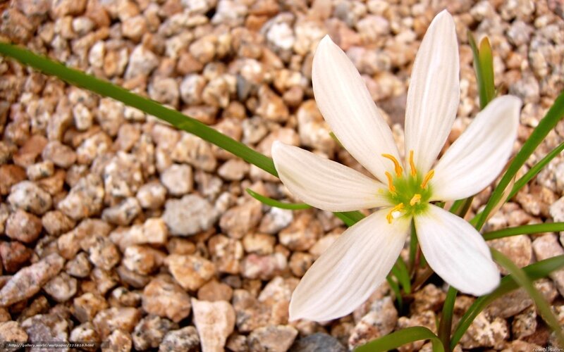 White Flower on Gravel — Calm