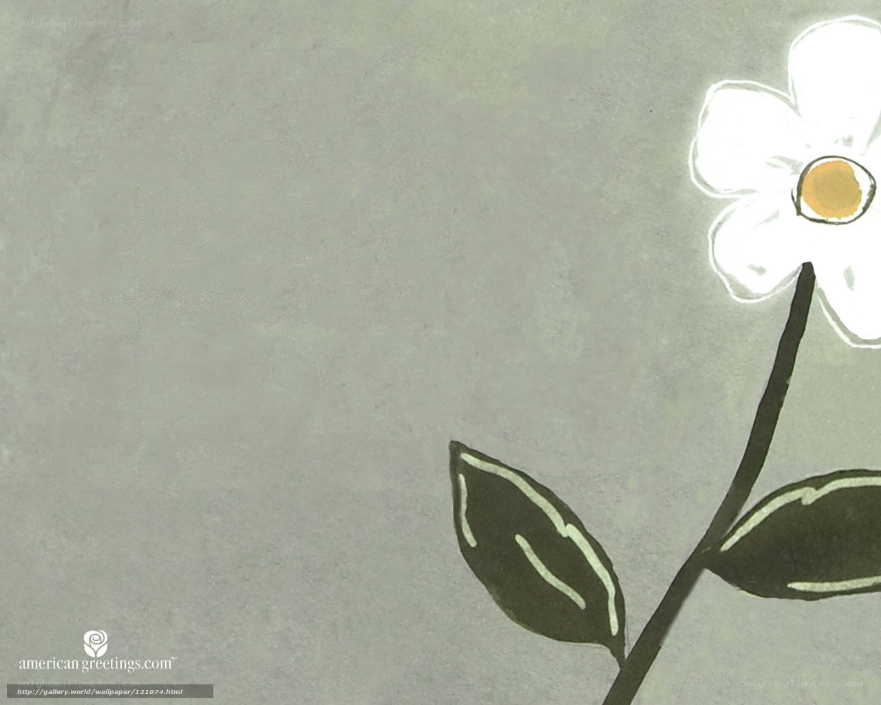 white flower on gray background