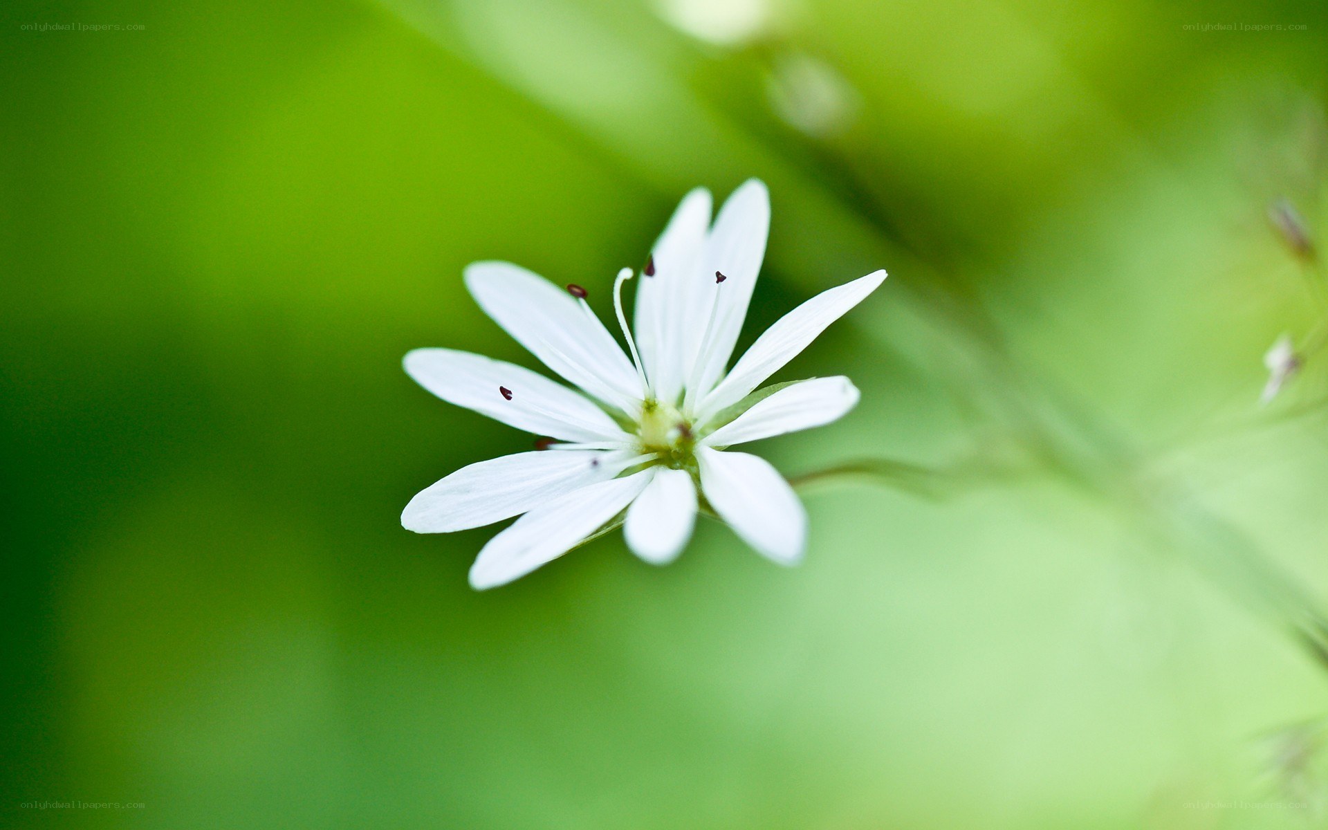 white flower on green background