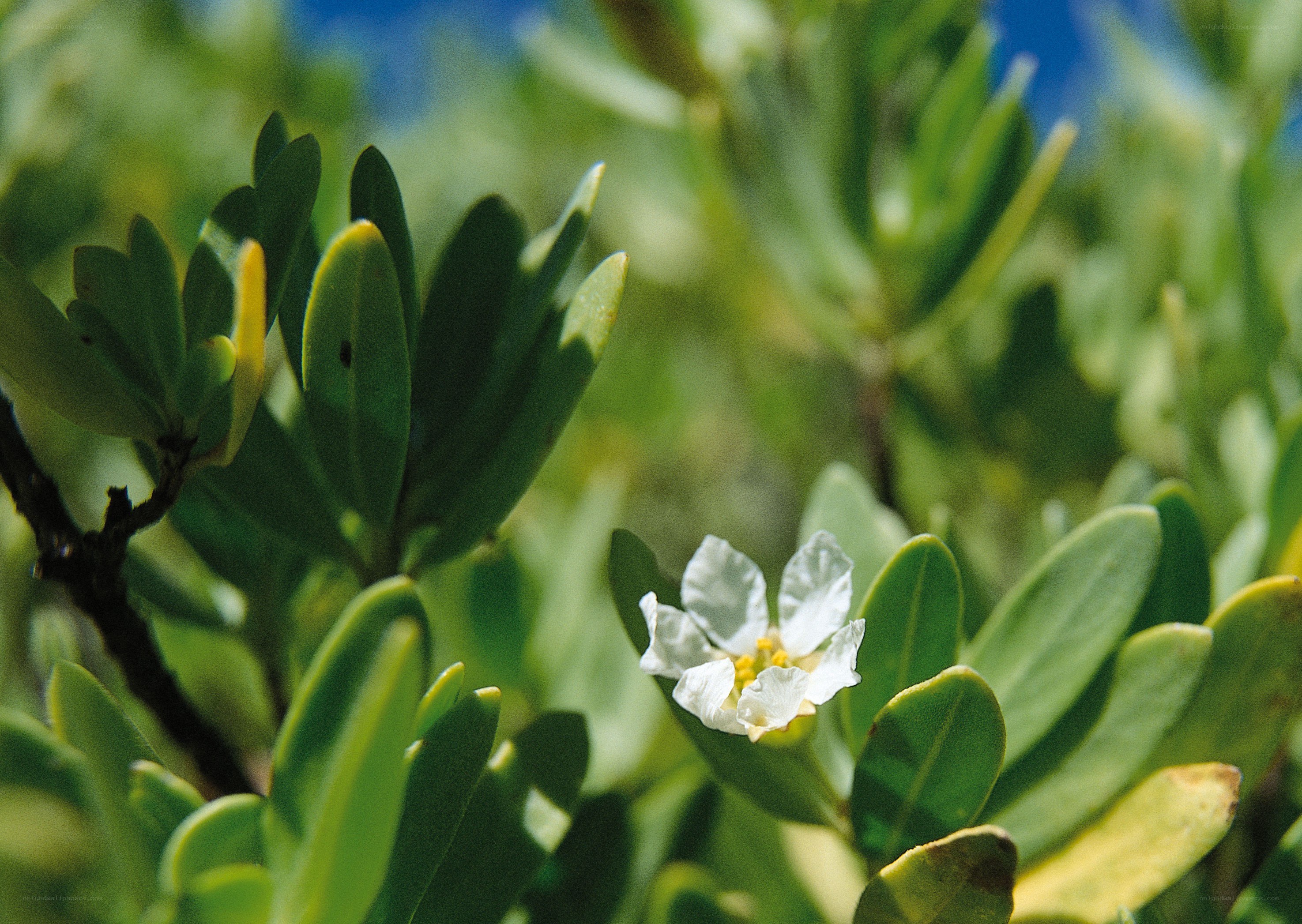 white flower on green bush