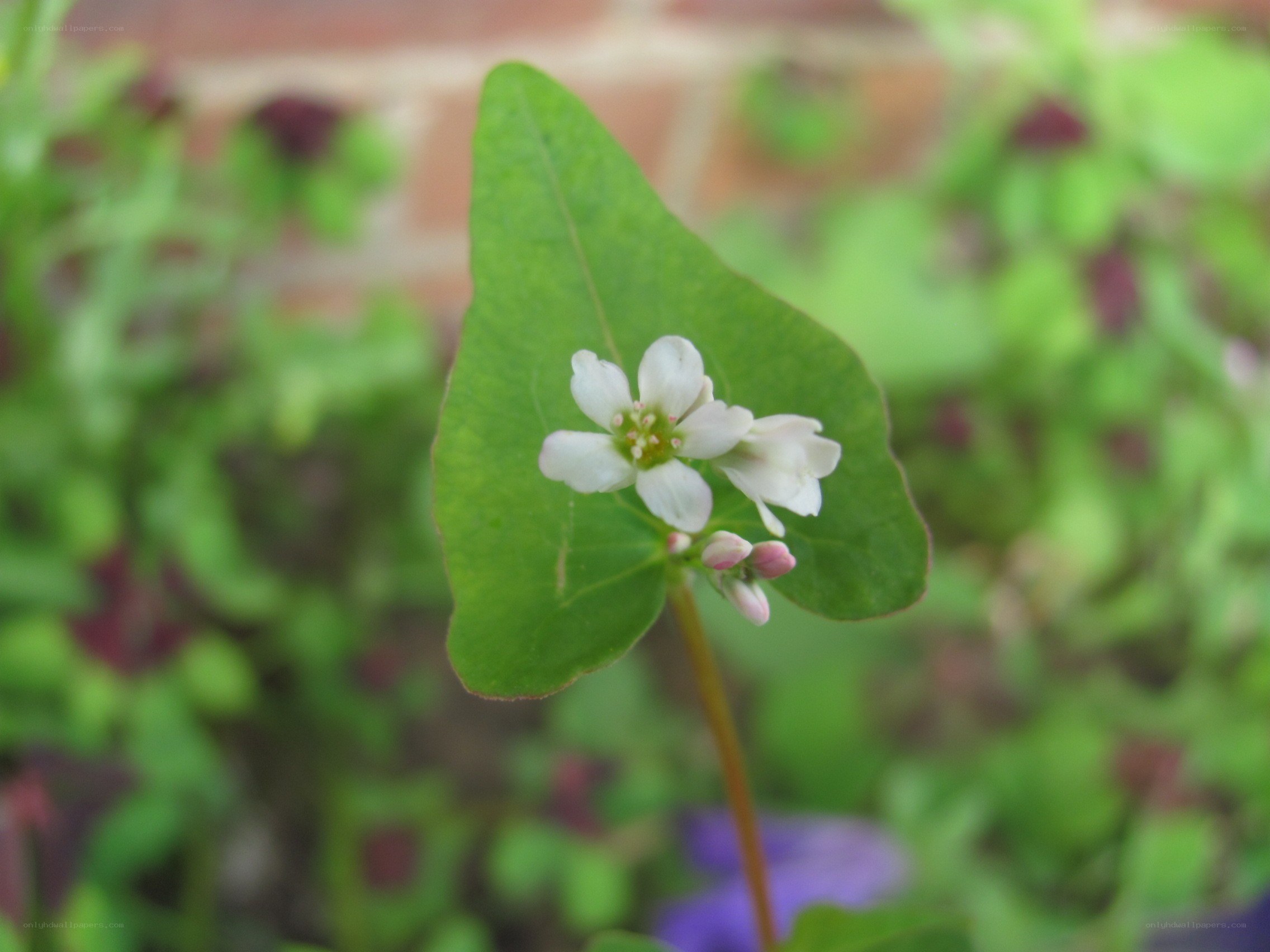 white flower on green leaf