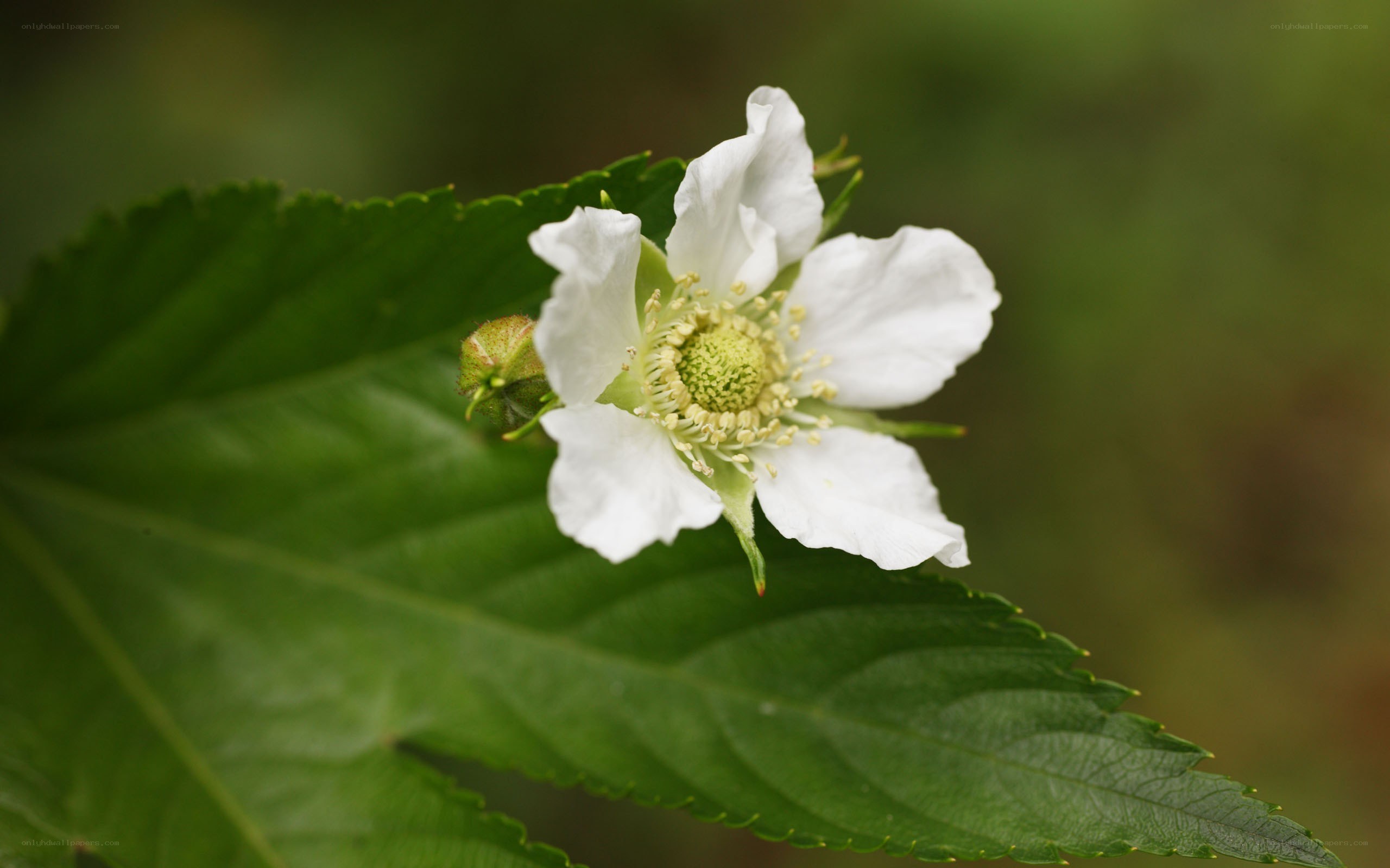 white flower on green leaf