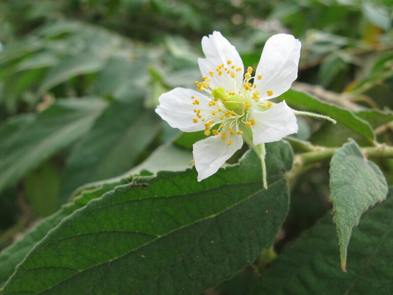 White Flower on Green Leaf — Natural