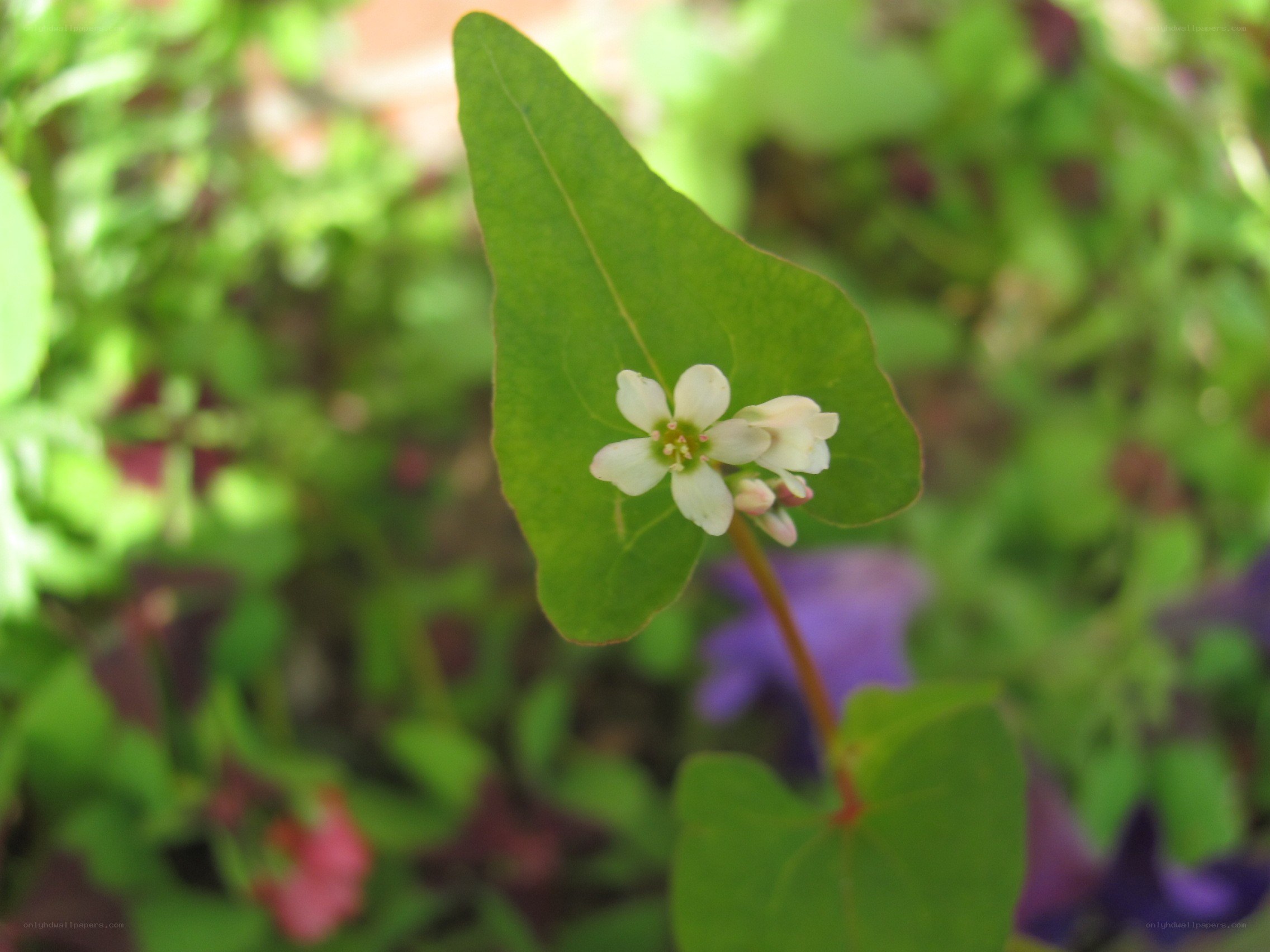 white flower on green leaf
