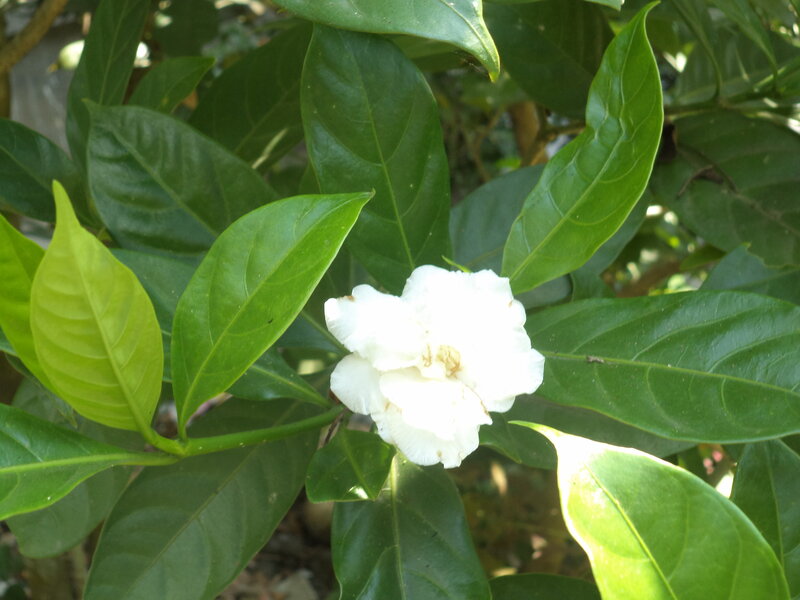 White Flower on Green Plant — Serene