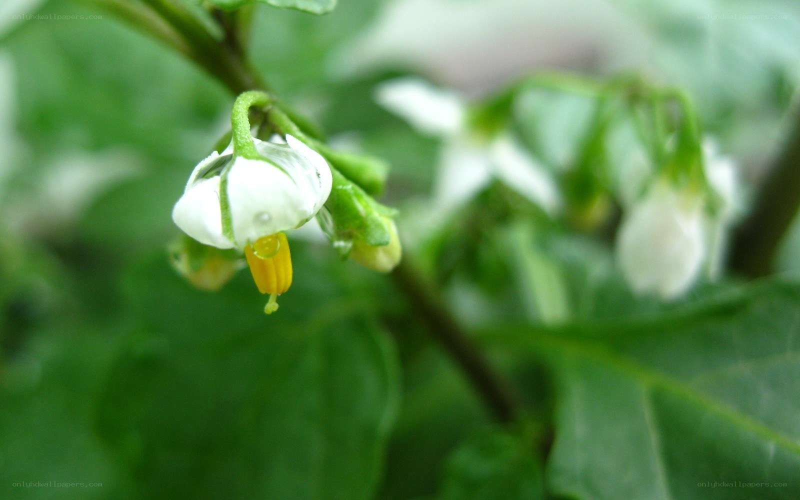 white flower on green plant