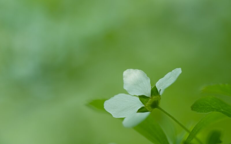 White Flower on Green — Serene