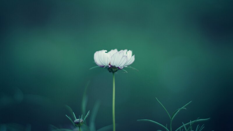 White Flower on Green Stem — Serene, Photograph, Buds
