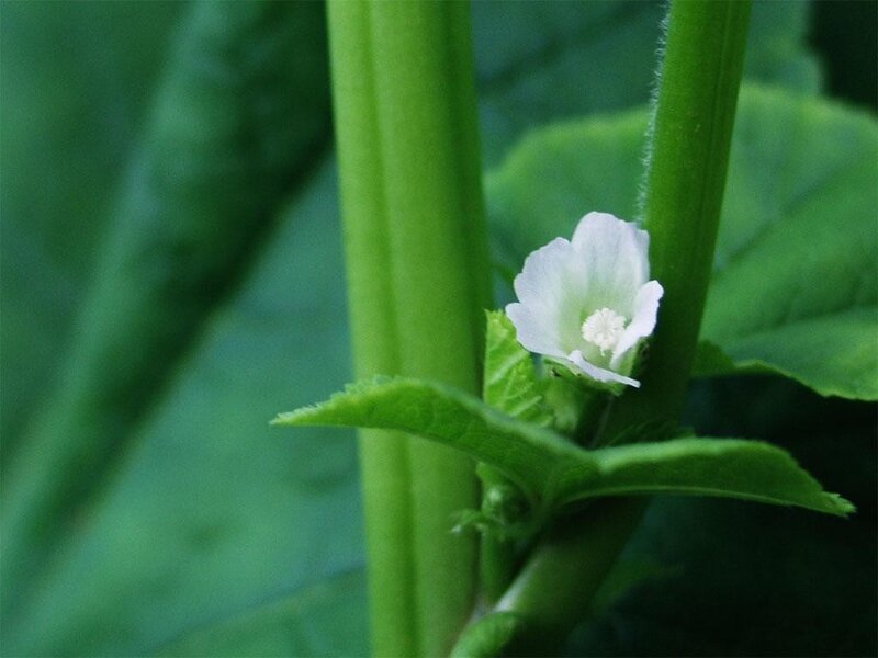 white flower on green stem