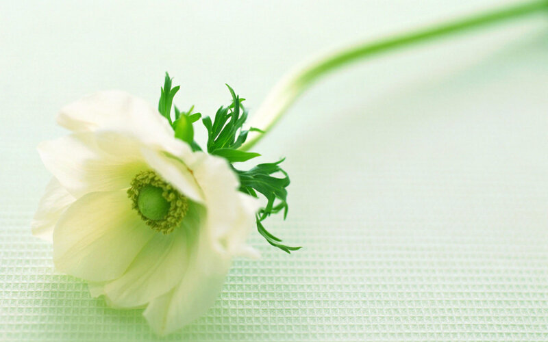 White Flower on Green Surface — Serene