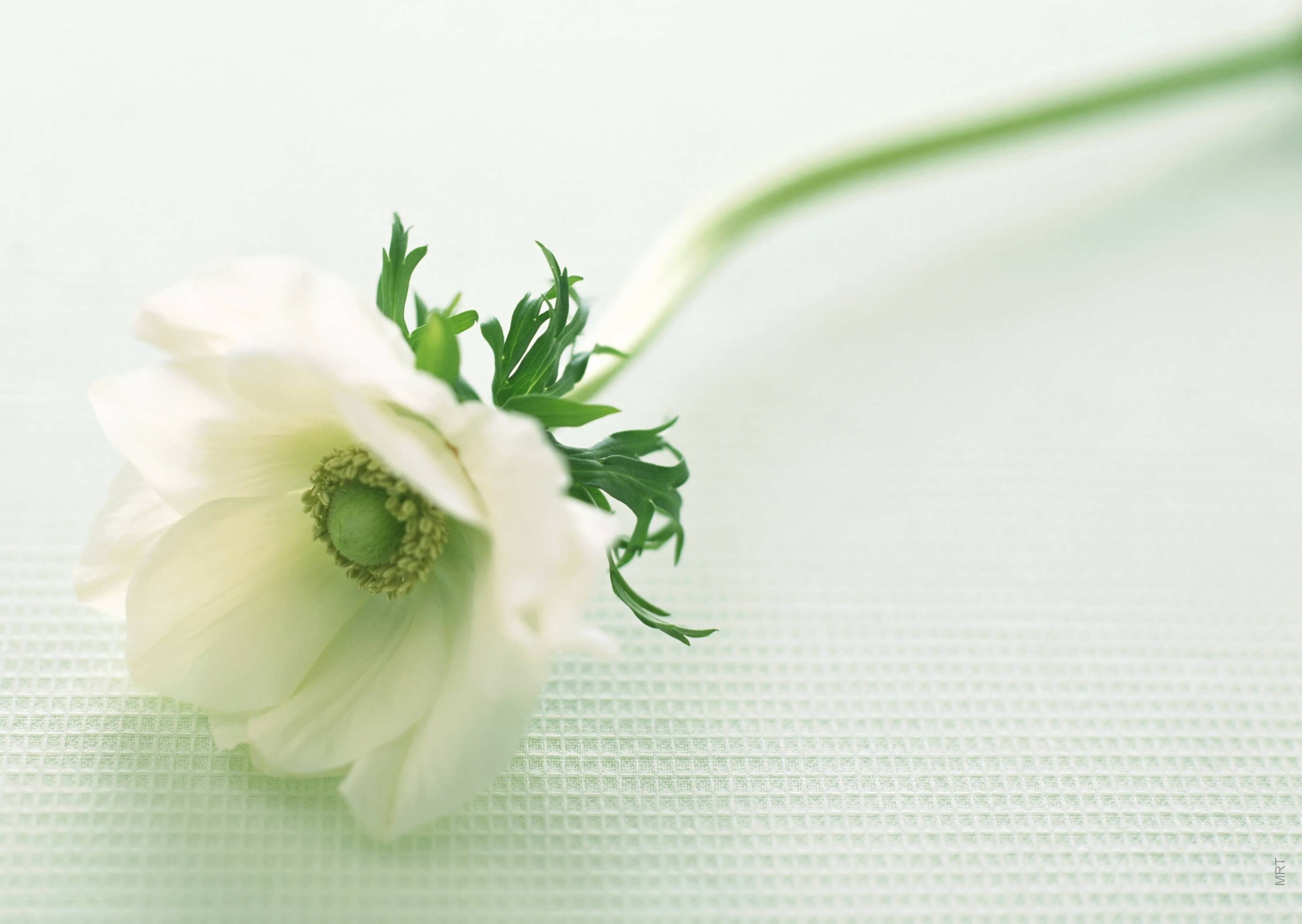 White flower on green surface