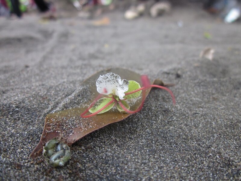 White Flower on Leaf