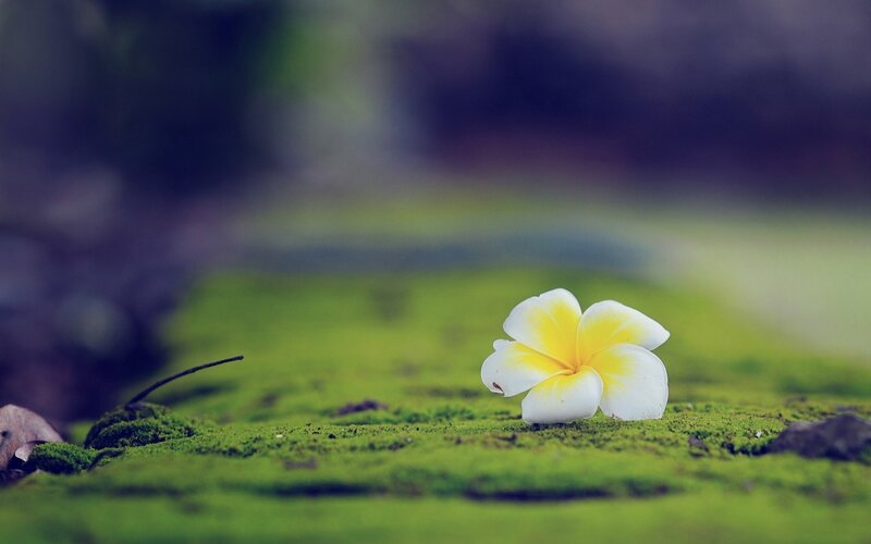 White flower on moss