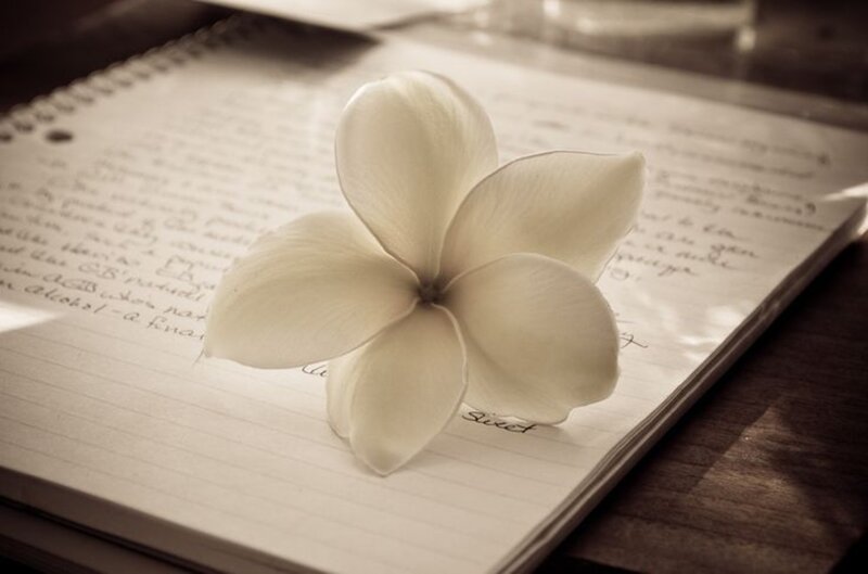 White Flower on Notebook — Serene