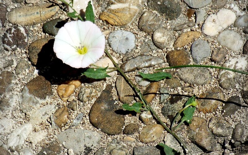 White flower on pebbled ground