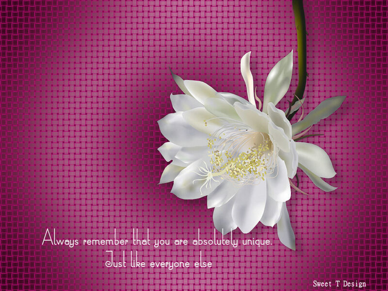 White Flower on Pink Background