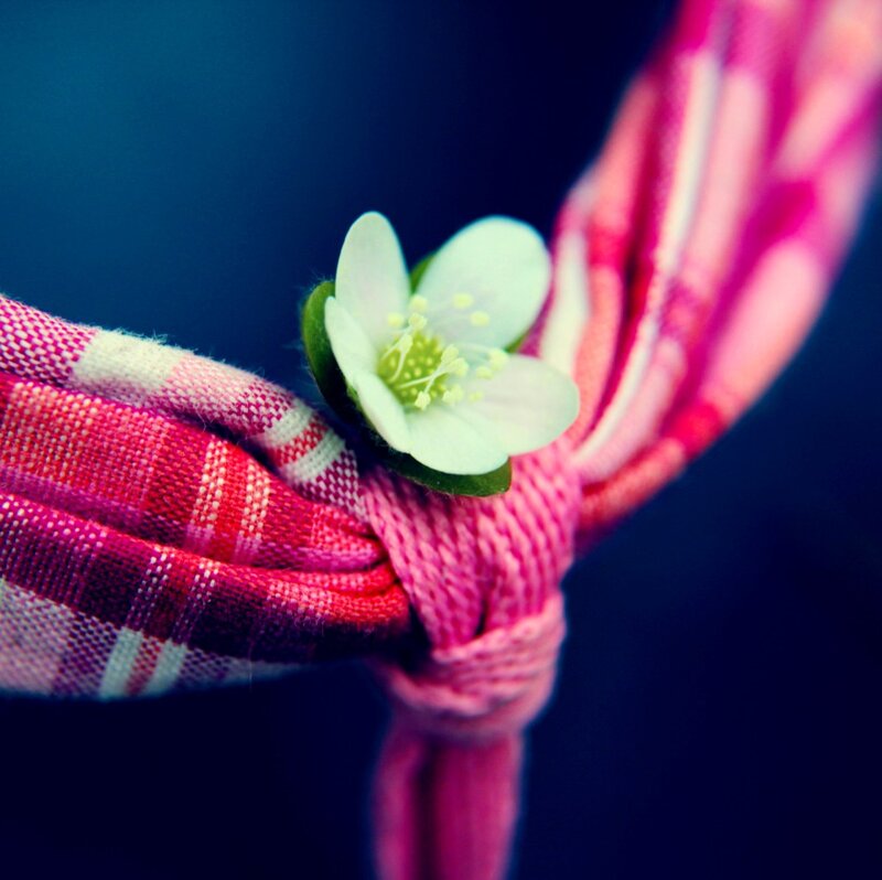 White Flower on Pink Cloth