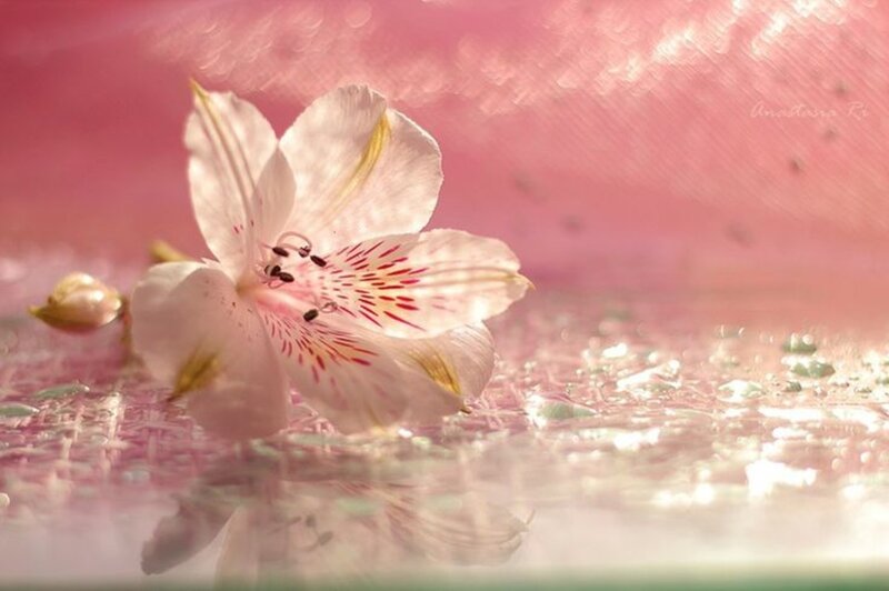 White Flower on Pink Surface
