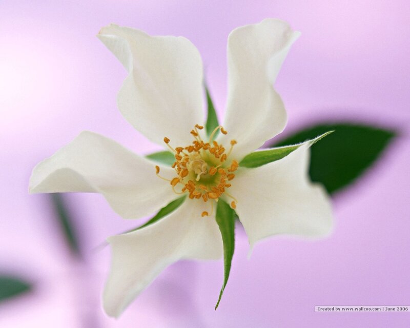 white flower on purple background