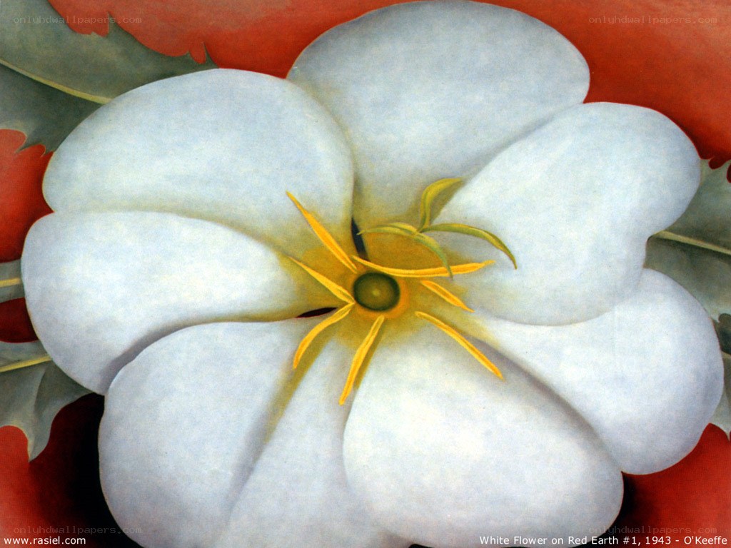 White Flower on Red Earth