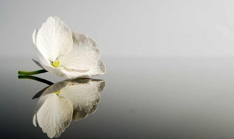 white flower on reflective surface