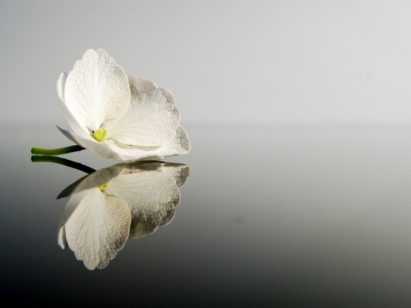 White Flower on Reflective Surface — Serene