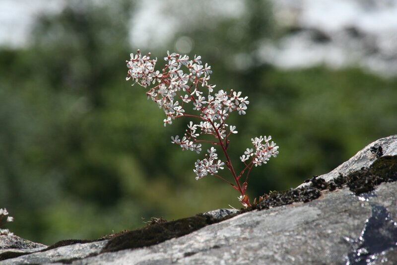 White Flower on Rock