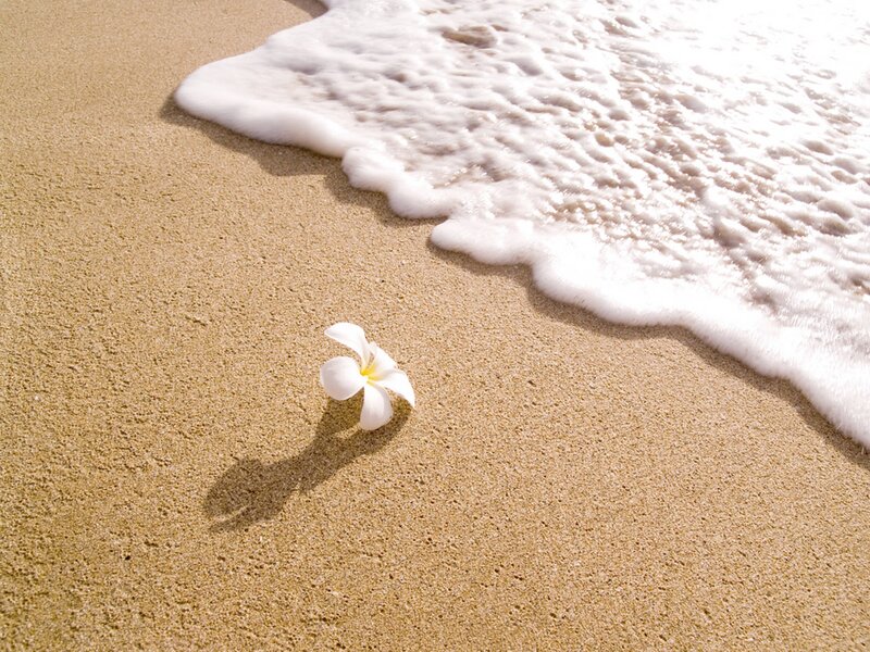 White Flower on Sand — Beige