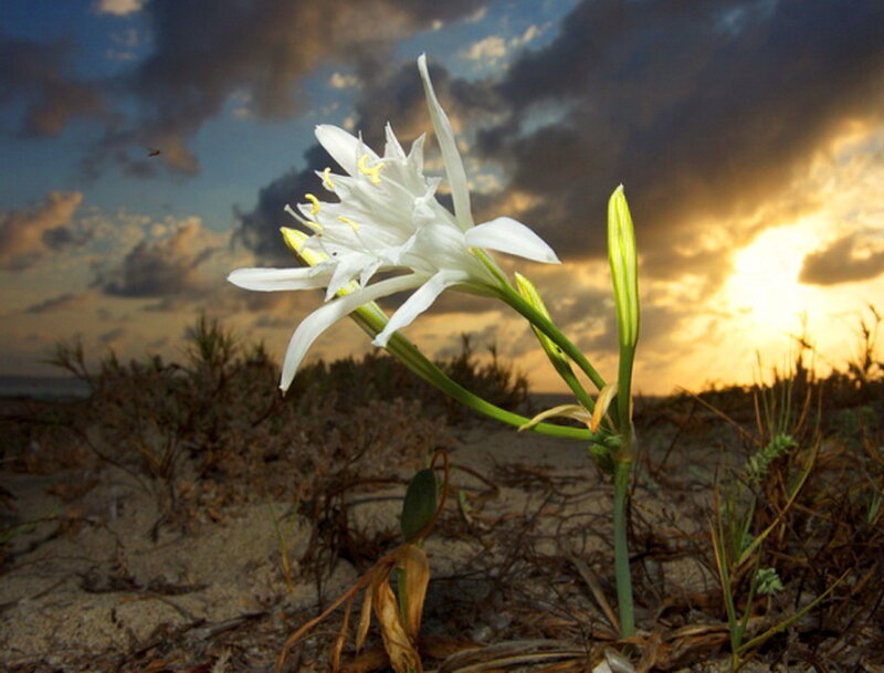 White Flower on Sand