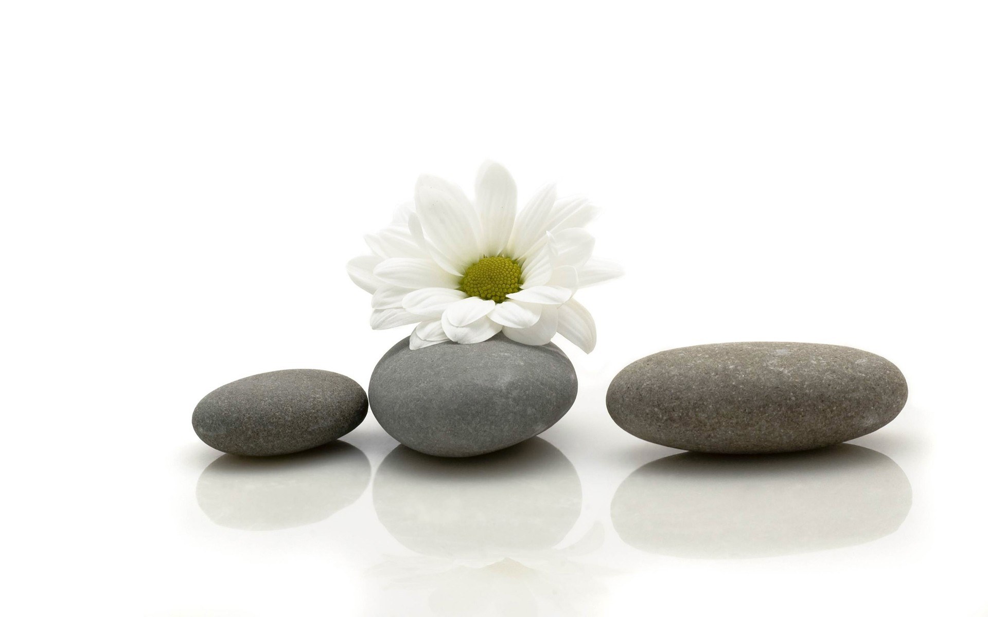 White flower on smooth stones