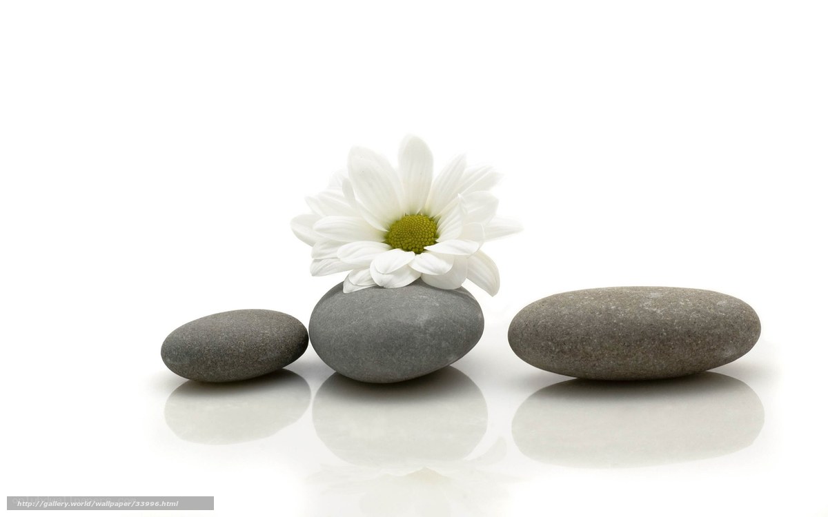 White flower on smooth stones